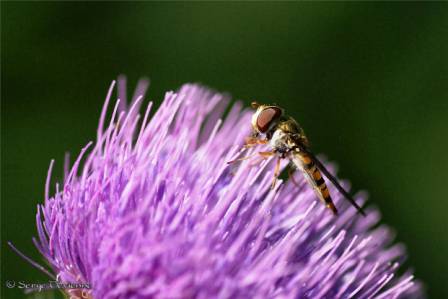 izsy_DSC07102d (2).jpg - Le Syrphe sur fleur de chardon